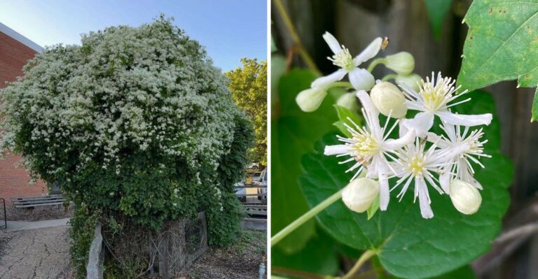This Fall-Blooming Pennsylvania Vine Makes Every Fence And Pergola Smell Amazing