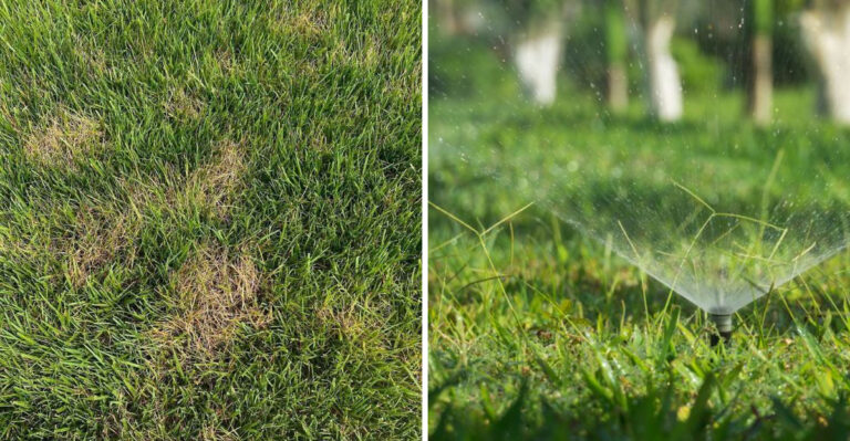 Why New Jersey Lawns Are Breaking Out In Circular Brown Patches This September And How To Treat It