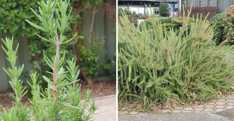 What To Do With Woody Oregon Rosemary Before Fall Rain Returns