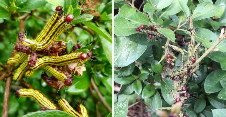 A Bright Red Headed Caterpillar Nicknamed The Labor Day Worm Is Stripping Alabama Azaleas