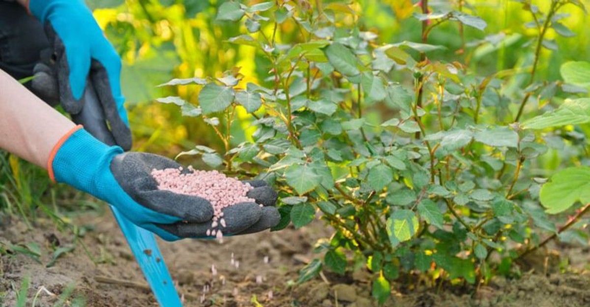human hand in glove fertilizing roses