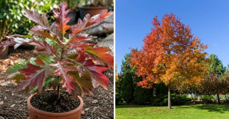The Underappreciated Texas Shade Tree That Beats Many Popular Landscape Trees