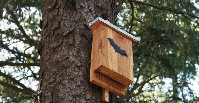 Fall Is When Georgia Homeowners Should Install Bat Houses