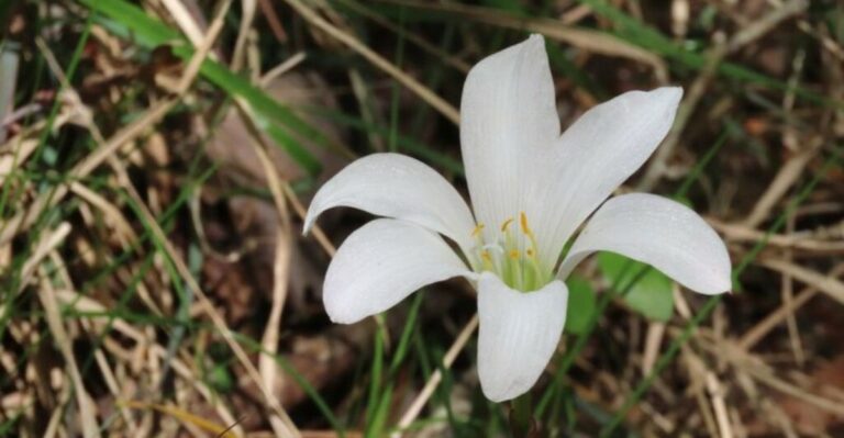 This Georgia Native Bulb Is Worth Planting In Your Garden This Fall