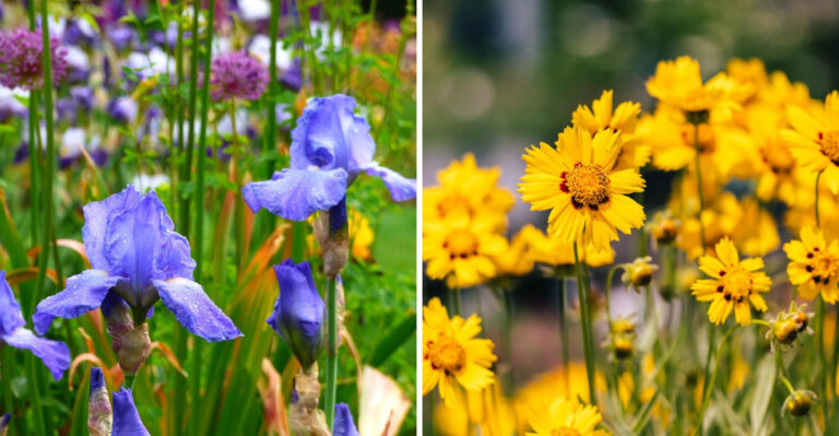 bearded iris and coreopsis