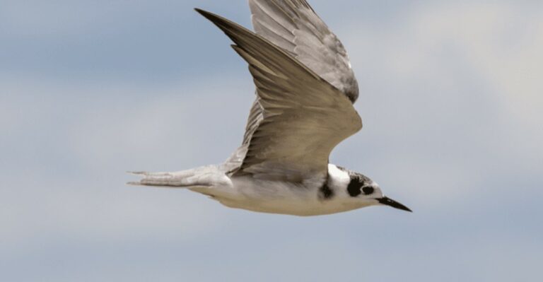 Hurricane Season Can Bring Unexpected Birds Into Georgia Yards This Fall