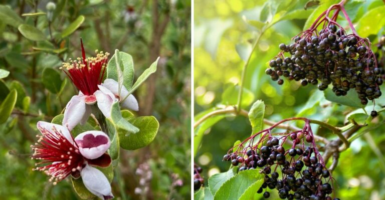 Edible Texas Shrubs Homeowners Are Planting Instead Of Boxwood