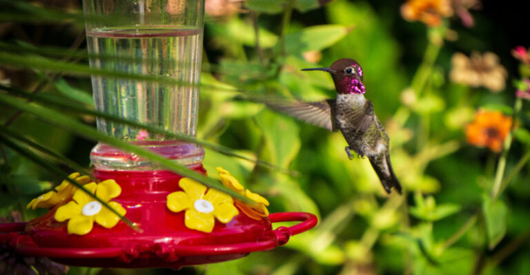 hummingbird feeder
