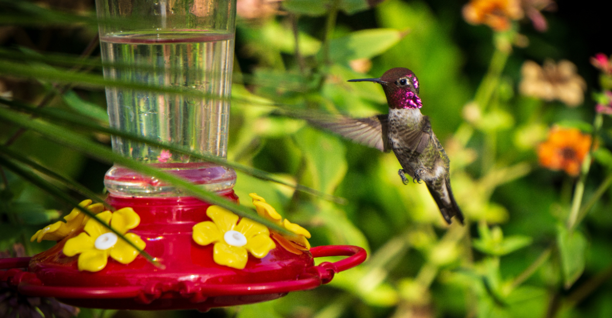 hummingbird feeder