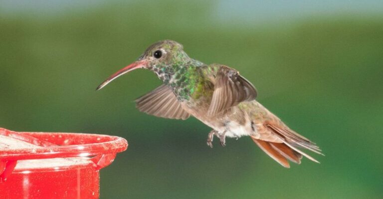 What It Means When Hummingbirds Suddenly Disappear From Your Georgia Feeders