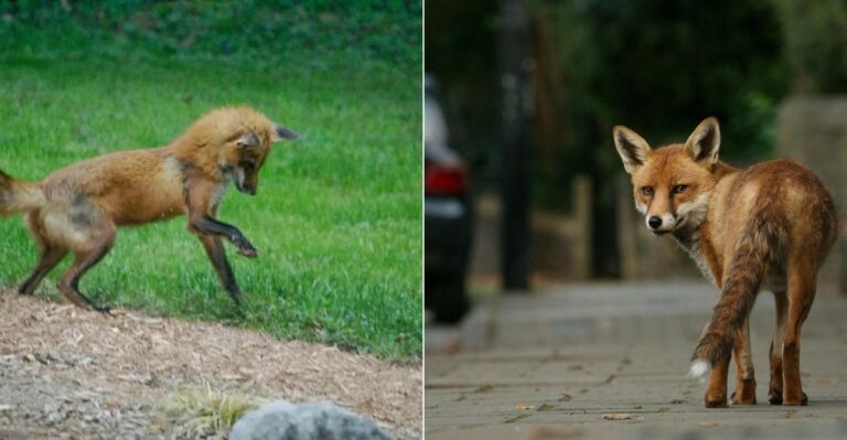 What It Means When A Red Fox Starts Visiting Your Oregon Backyard