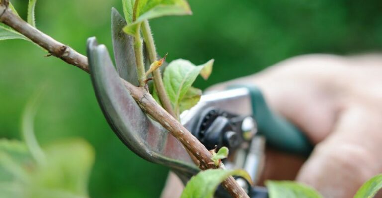 The September Pruning Mistake That Leaves Florida Gardens With Fewer Spring Blooms