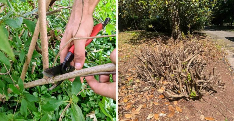 Stop Pruning Your Georgia Spring Shrubs Right Now Or Lose Next Year’s Blooms