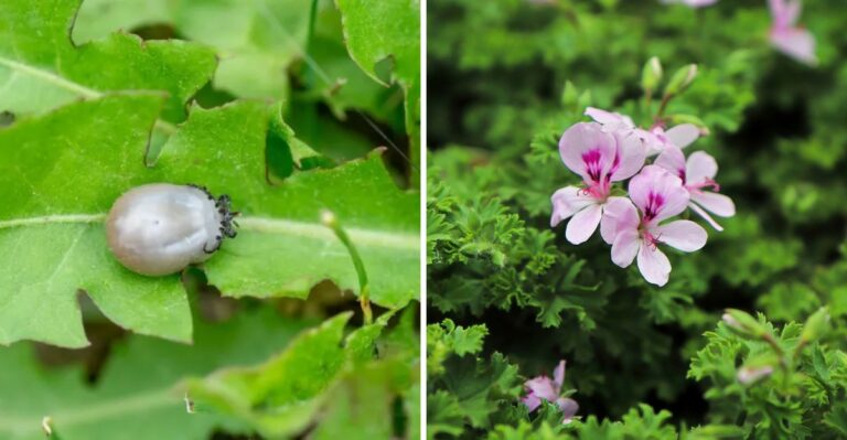 The Best Pennsylvania Herbs That Quietly Help Keep Ticks Away