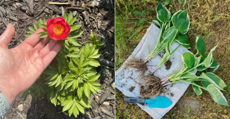 What Oregon Gardeners Should Transplant During This Week’s Rare September Dry Stretch