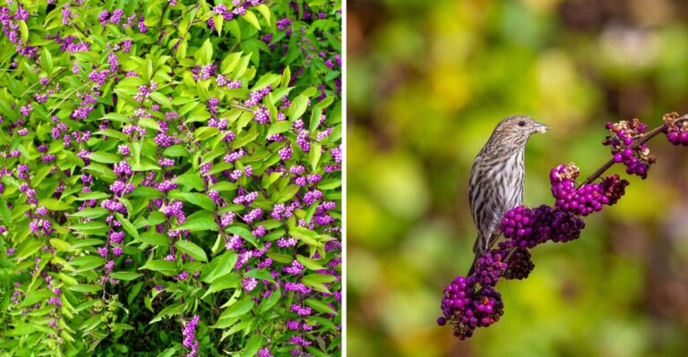 The Bright Purple Takeover Happening Along Alabama Fence Rows Right Now