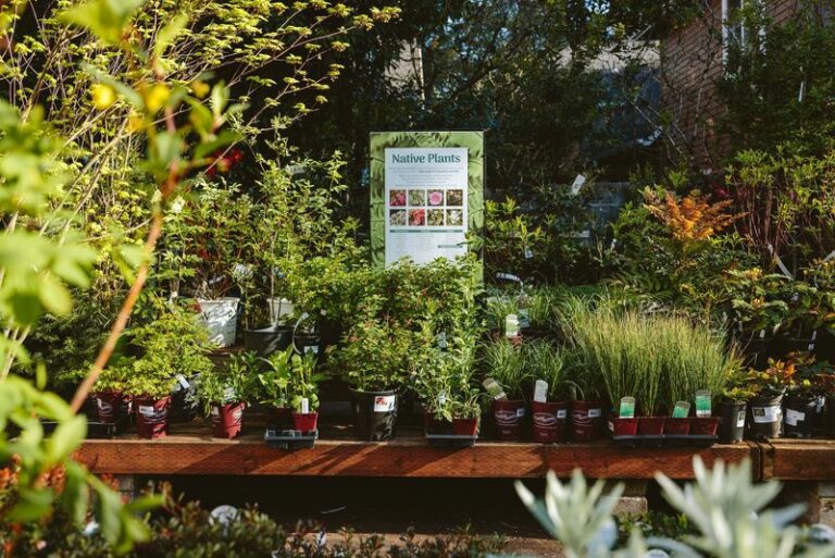 I keep buying clearance perennials I have no room for — here’s how I actually fit them into an Oregon bed