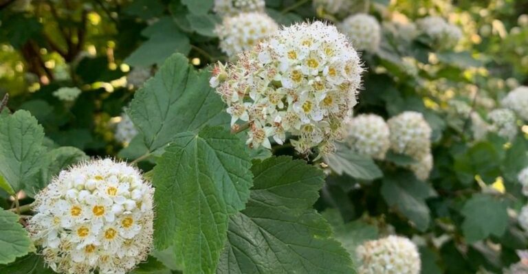 The September Task That Helps Michigan Ninebark Thrive Next Year