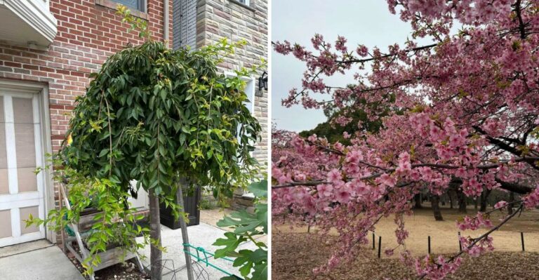 Which Oregon Trees Should Not Be Planted In A Constantly Wet Fall Yard