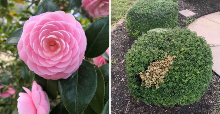 The North Carolina Shrubs To Fertilize In September And The Ones To Skip