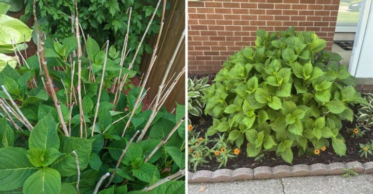 The Real Reasons Your Virginia Hydrangeas Have Leaves But No Blooms