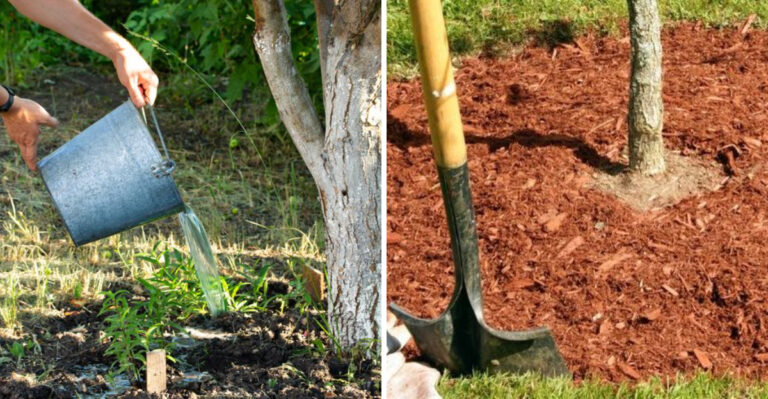 September Is A Prime Window To Plant Trees Before Illinois Winter