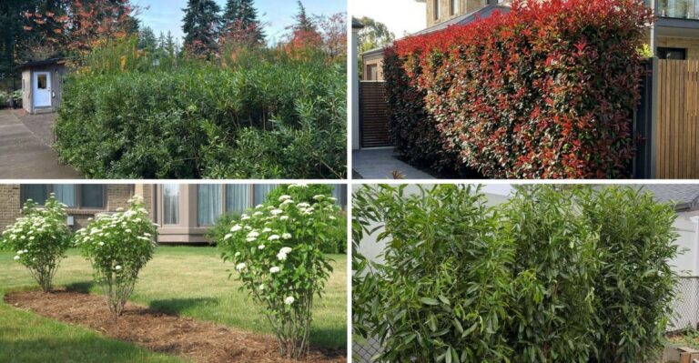 10 Fast-Growing Privacy Shrubs Best Planted In Fall