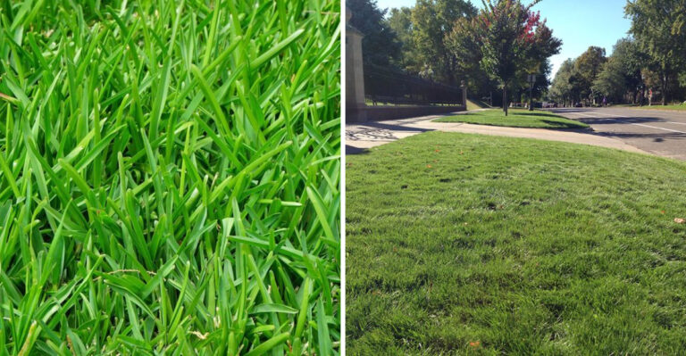 fine fescue