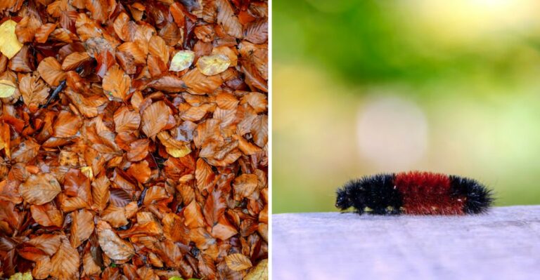 Why You Might See More Woolly Bear Caterpillars Moving Around Pennsylvania In Early Fall