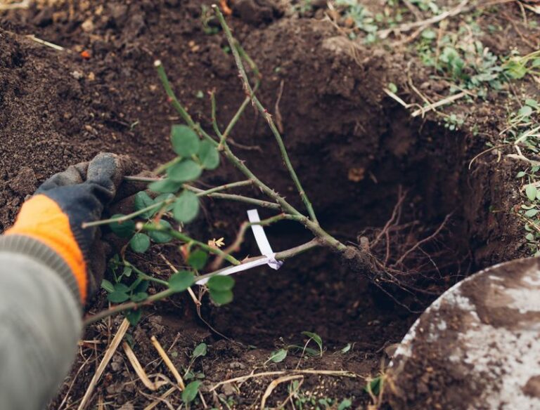 Bare-root roses land at Oregon nurseries soon — here’s how to plant them so they thrive