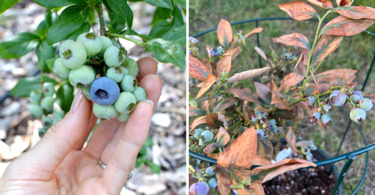 Why Michigan Gardeners Are Testing Soil pH Before Planting Fall Blueberries
