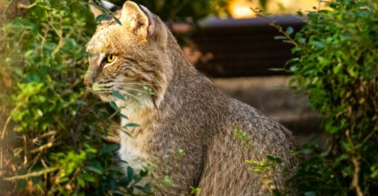 A Bobcat Near Your Deck Means Your Yard Is Telling You Something