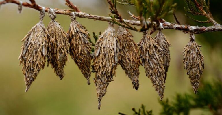 Bagworm Cocoons Are Easiest To Spot On Missouri Evergreens Right Now