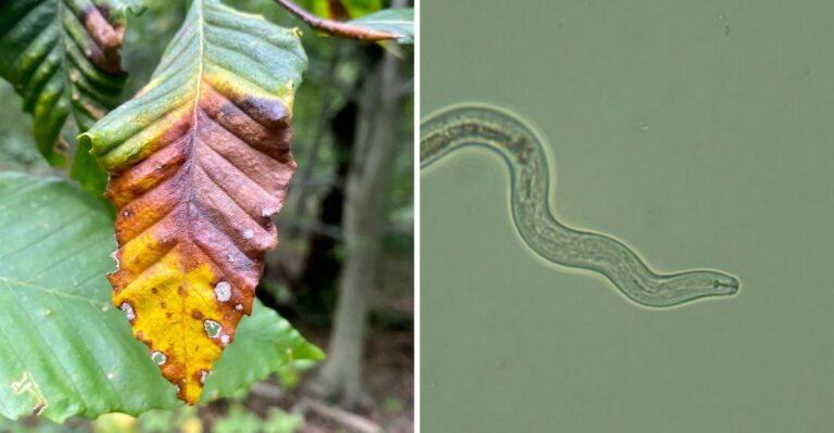 A Microscopic Worm Is Leaving Dark Stripes On Beech Leaves Across New Jersey Backyards