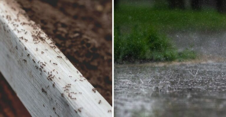 Why Alabama’s Storms Are Pushing Fire Ants To The Surface Right Now