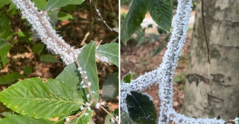 What Wooly Aphids On Michigan Beech Trees Look Like (And When They’re Actually A Problem)