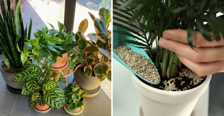 Should You Fertilize North Carolina Houseplants After Bringing Them Indoors?