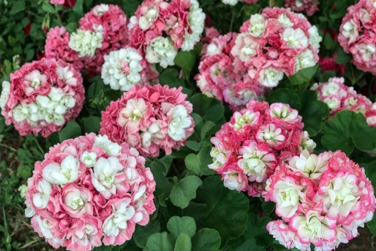Have you met the White Rosebud geranium yet? Give it 4-6 hours of light, water when the topsoil dries, and deadhead for blooms all season