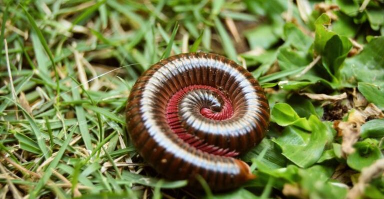 Why Millipedes Suddenly Cover Florida Sidewalks In Late Summer