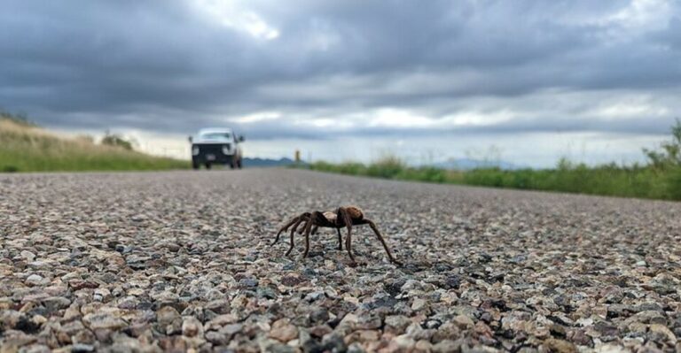 Missouri Tarantulas Are Crossing Roads For The Next Few Weeks