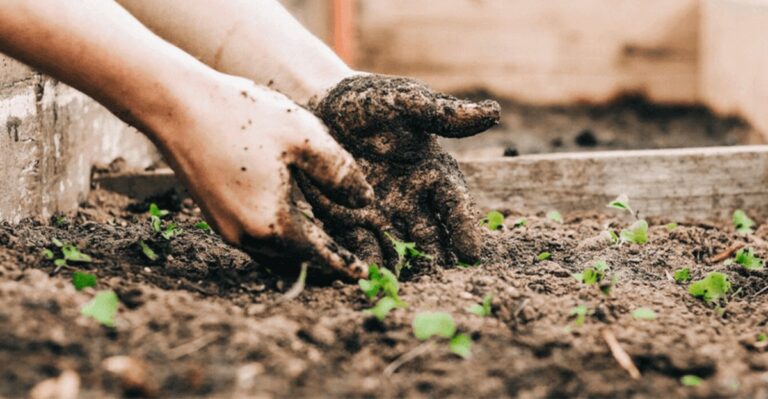 The One Thing North Carolina Vegetable Beds Need After A Dry August