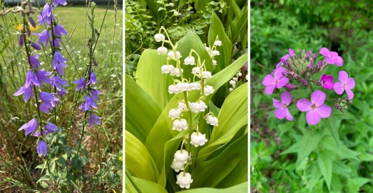 Flowers That Look Beautiful In The Garden And Cause Problems Later