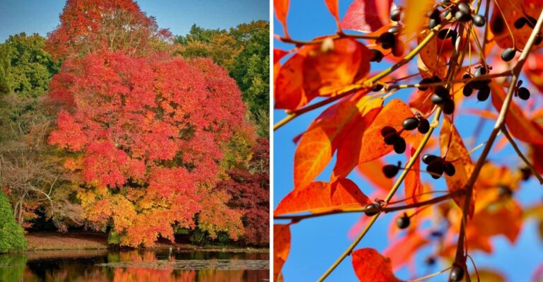 The Underrated New York Native Tree That Produces Deep Purple-Maroon Fall Color