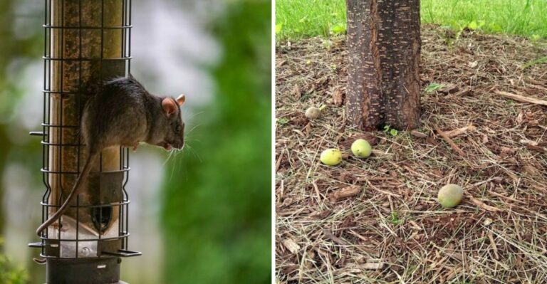 These Texas Yard Features Invite Rats In Before Winter