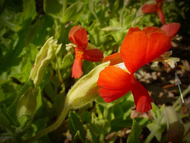 A hummingbird feeder is only half the story – these Oregon native blooms do the rest
