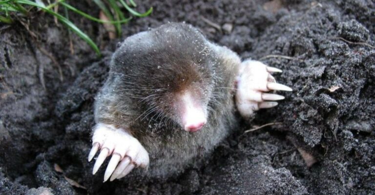 Why Moles Keep Returning To The Same Oregon Lawn