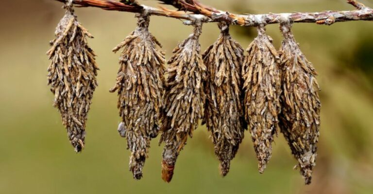 A Summer-Long Invasion Of New Jersey’s Trees Is Finally Revealing Itself