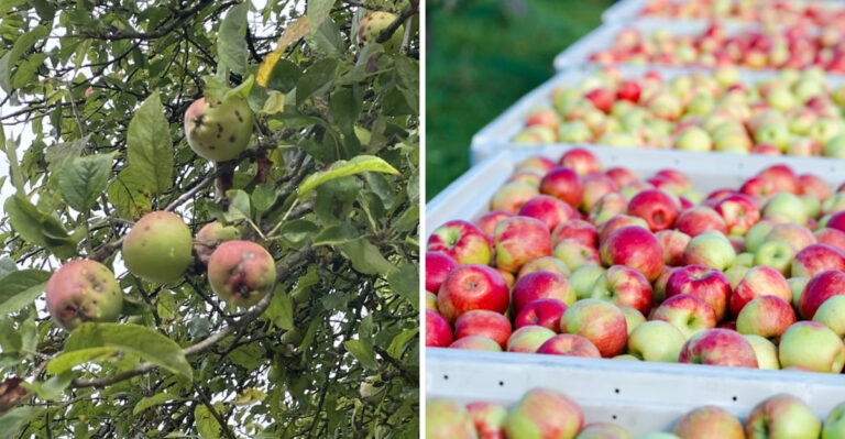 Silent Maggot Damage Is Turning Up In Minnesota Apple Trees Just As Harvest Begins