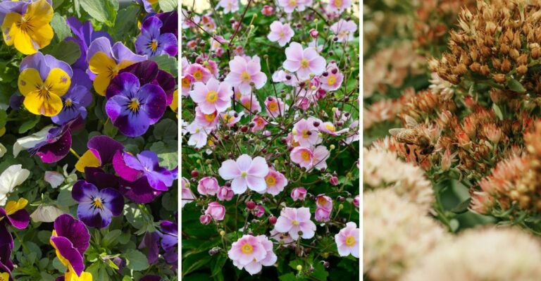8 Fall Flowers New Jersey Gardeners Should Be Planting Right Now
