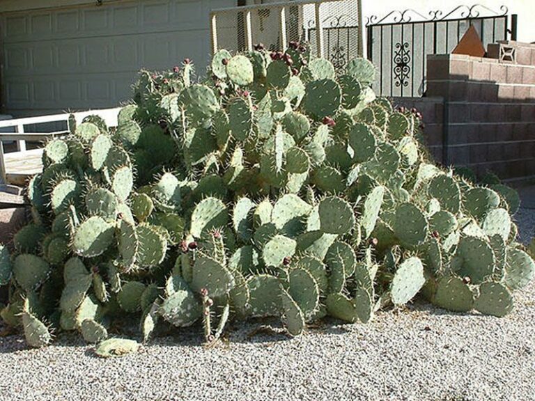What to Plant in Your Arizona Yard Right Now Before the Fall Window Closes